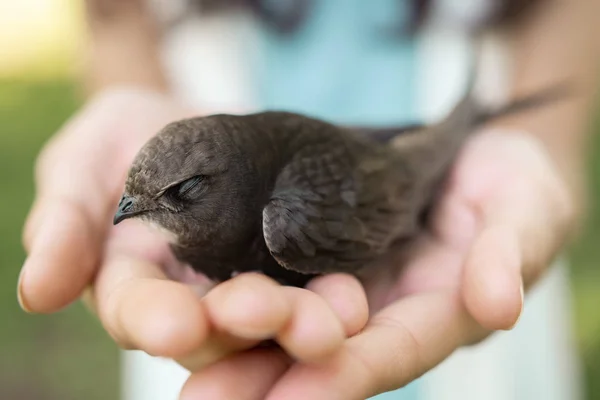 Bird in woman hand outdoors on nature. — Stock Photo, Image