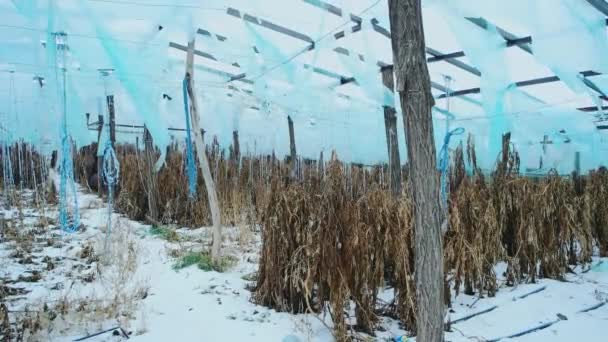 Abandoned greenhouse in winter. Frozen harvest covered by snow. — Stock Video