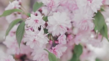 Pembe Japon Sakura Şubesi çiçeklenme