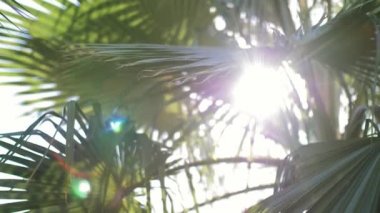 mercek parlaması palmiye ağacı yaprakları, günbatımı zamanı üzerinden