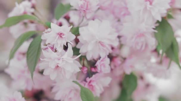 Ανθισμένο ροζ Ιαπωνικά Sakura υποκατάστημα — Αρχείο Βίντεο