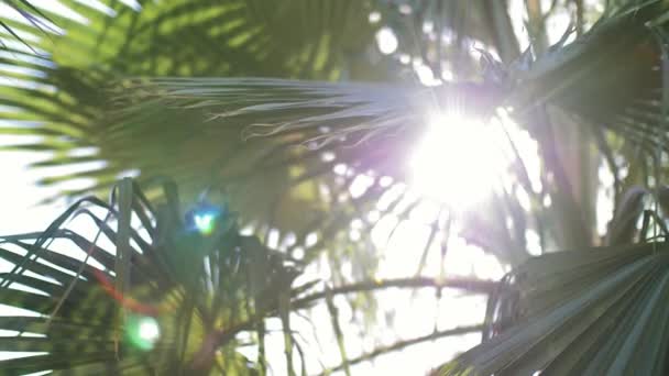 La lente brilla a través de hojas de palmera al atardecer — Vídeos de Stock
