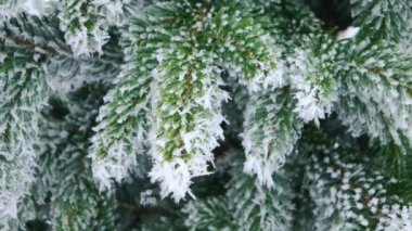 Kış köknar ağacı orman karlı Noel ağaçları ile. Kar ile dalları yakın çekim