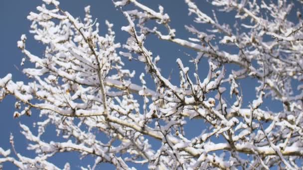 Las ramas cubiertas de nieve del árbol en invierno contra el cielo azul — Vídeos de Stock