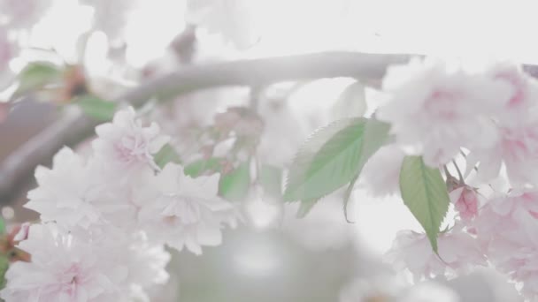 Цветущий розовый японский филиал Сакуры — стоковое видео
