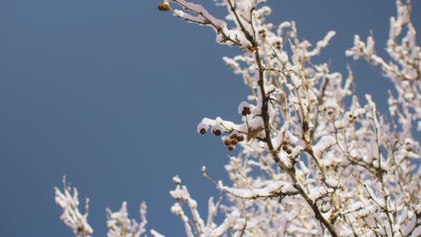 Заснеженные ветви деревьев зимой против голубого неба — стоковое видео