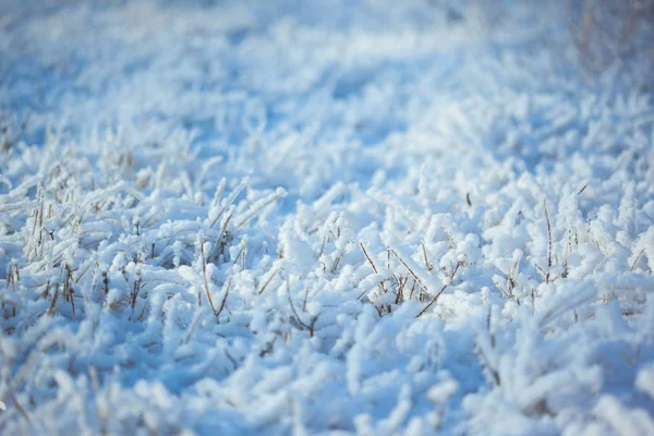 Silny lodowaty trawa z kryształków lodu — Zdjęcie stockowe