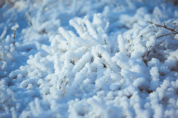 Grama gelada forte com cristais de gelo — Fotografia de Stock