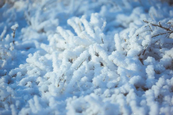 Hierba helada fuerte con cristales de hielo —  Fotos de Stock