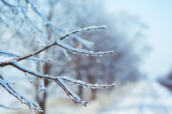 Frosty strom větev v zimě — Stock fotografie