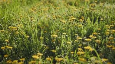 Dandelions içinde yürümek