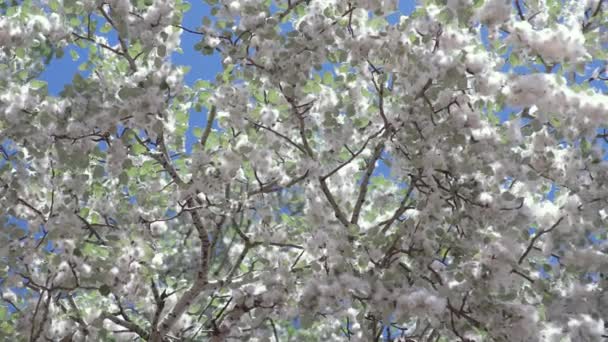 Fluxo de álamo na árvore de álamo contra o céu azul — Vídeo de Stock