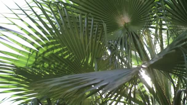 La lente brilla a través de hojas de palmera al atardecer — Vídeos de Stock