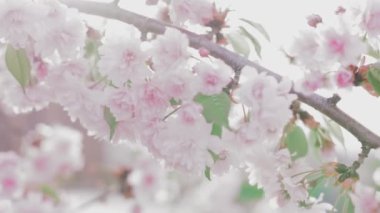 Pembe Japon Sakura Şubesi çiçeklenme