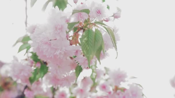 Blooming pink Japanese Sakura branch — Stock Video