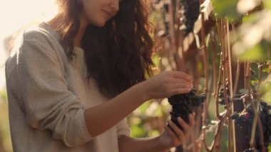 Genç kadın üzüm bağında toplama sırasında asma hasat, güneşli, güzel bir sonbahar günü