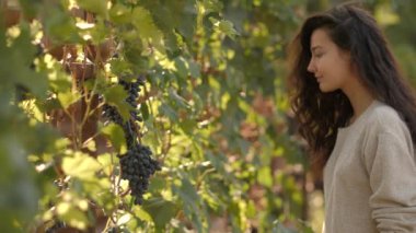 Genç kadın üzüm bağında toplama sırasında asma hasat, güneşli, güzel bir sonbahar günü