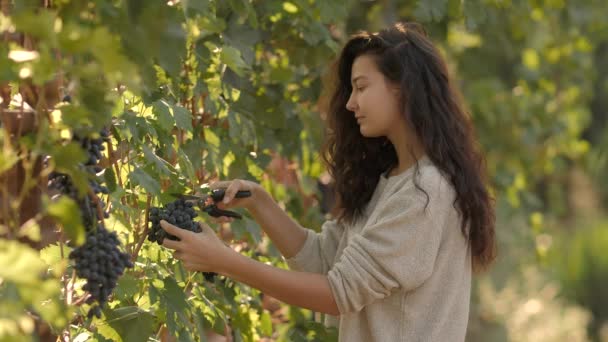 Young woman picking grapes on the vineyard during the vine harvest, on a lovely sunny, autumn day — Stock Video