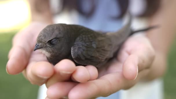 Bird in woman hands outdoors on nature. — Stock Video