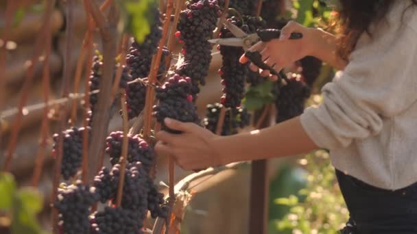 Young woman picking grapes on the vineyard during the vine harvest, on a lovely sunny, autumn day — Stock Video