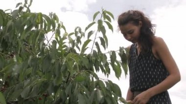 Meyve ve çilek hasat