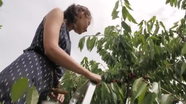 Oogsten van het fruit en bessen — Stockvideo