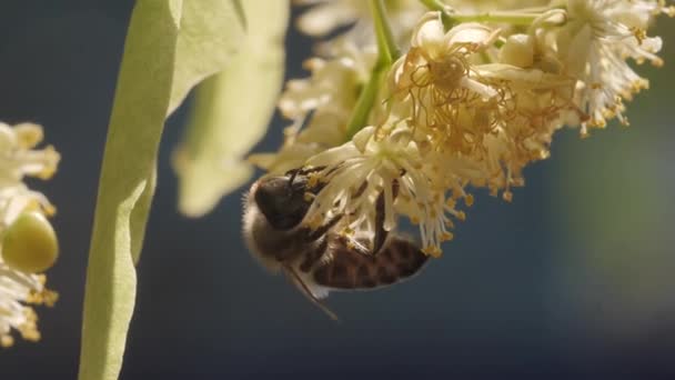 La abeja recogiendo el polen de la flor del árbol — Vídeos de Stock