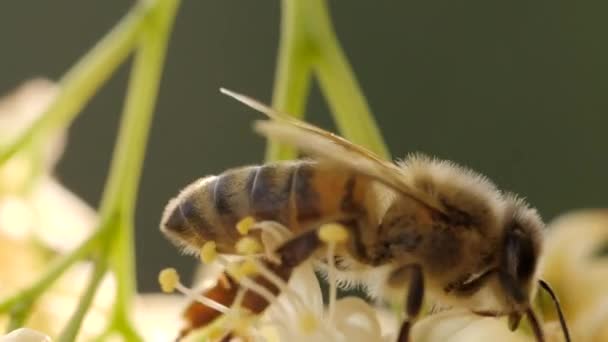 La abeja recogiendo el polen de la flor del árbol — Vídeos de Stock