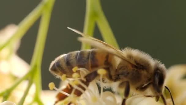 Abelha coletando pólen de uma flor da árvore — Vídeo de Stock