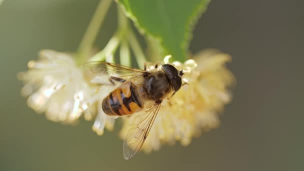 Bee collecting pollen from a flower of the tree — Stock Video