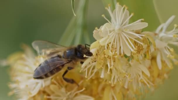 Abeille recueillant le pollen d'une fleur de l'arbre — Video