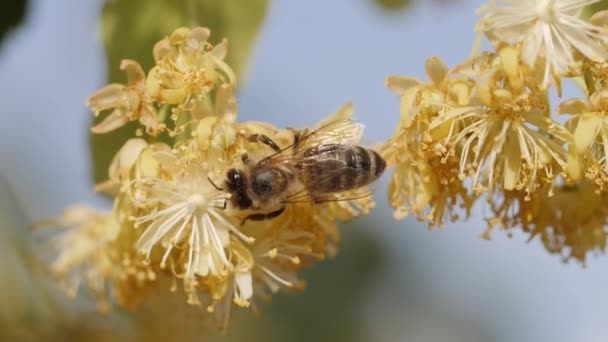 Biene sammelt Pollen von einer Blume des Baumes — Stockvideo