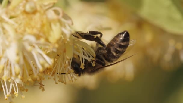 La abeja recogiendo el polen de la flor del árbol — Vídeo de stock