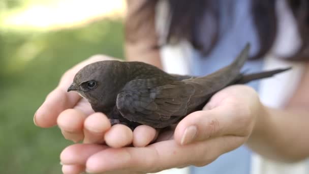 Bird in woman hands outdoors on nature. — Stock Video
