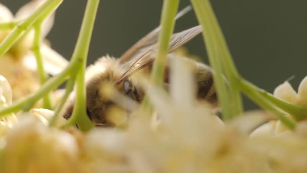 Abelha coletando pólen de uma flor da árvore — Vídeo de Stock