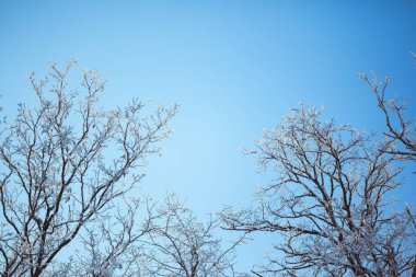 Mavi gökyüzü arka plan ağaç üzerinden güneş parlıyor.