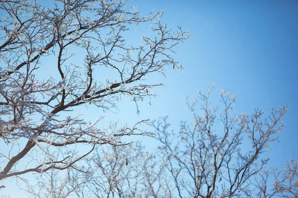 Sol brilha através de árvores no fundo azul céu . — Fotografia de Stock