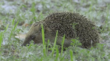 Vahşi Minik Kirpi Doğada