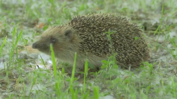 Wild Tiny Hedgehog in Nature — Stock Video