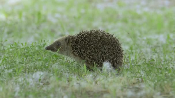 Hedgehog pequeño salvaje en naturaleza — Vídeos de Stock