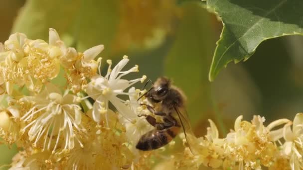 Bee collecting pollen from a flower of the tree — Stock Video