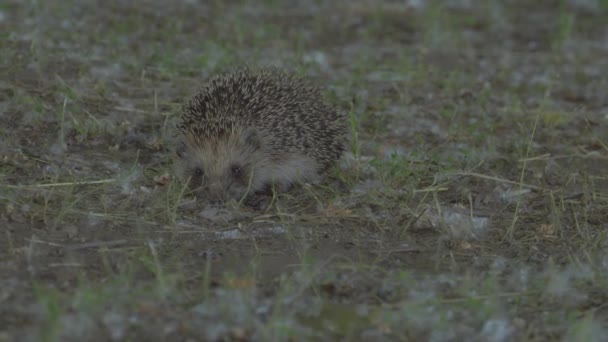 Wild Tiny Hedgehog in Nature — Stock Video