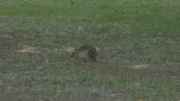 Hedgehog pequeño salvaje en naturaleza — Vídeo de stock