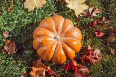Sonbahar doğa arka plan üzerinde çim üzerinde büyük kabak.