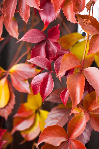 Jesień sezon naturalne kolorowe tło z liści makro. — Zdjęcie stockowe