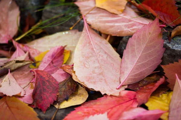 Poległych autumn odchodzi z kropli wody — Zdjęcie stockowe