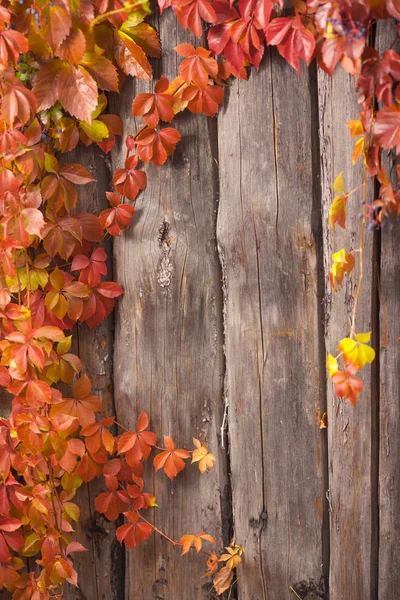 Herbstlicher abstrakter Rahmen. Zaun und Blätter — Stockfoto