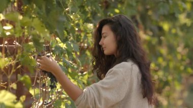 Üzüm bağında üzüm toplayan genç bir kadın Sunny Autumn Day 'de hasat zamanı