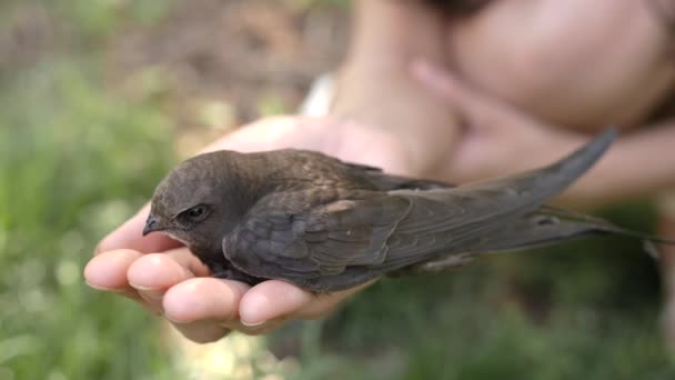 Pássaro na mão mulher ao ar livre na natureza . — Vídeo de Stock
