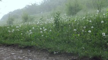 Bir patikaya düşen dolu buzu.